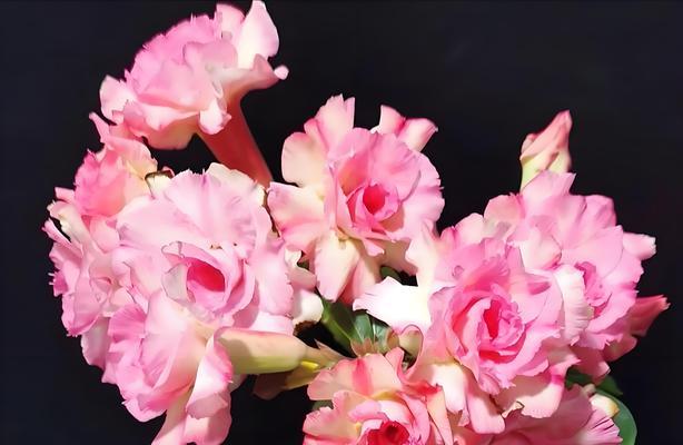 沙漠玫瑰花开花的条件是什么？