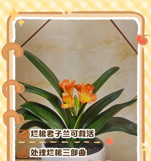 君子兰快速发芽生根的药物是什么？