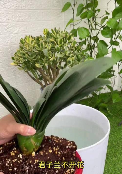 君子兰开花不吉祥的原因是什么？