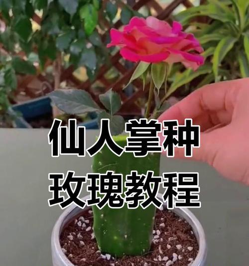仙人球扦插种植的方法是什么？