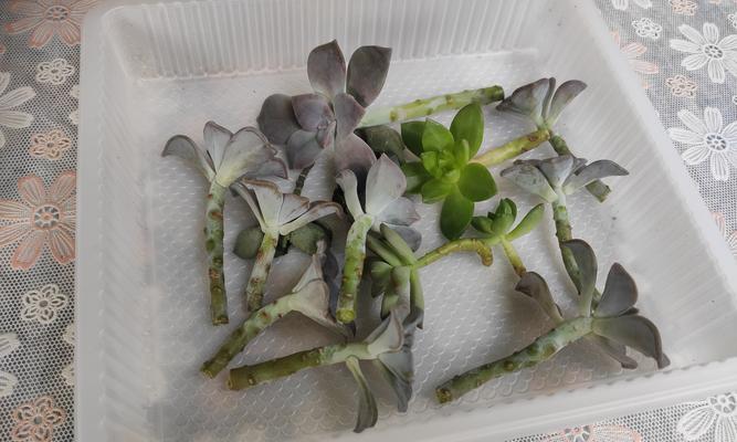 仙人球扦插种植的方法是什么？
