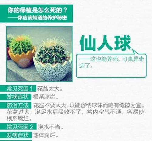 仙人球是否需要浇水及其原因是什么？
