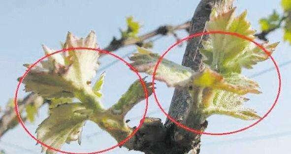 菜园子仙人掌的种植步骤是什么？