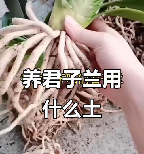 君子兰专用土有哪些品种选择？