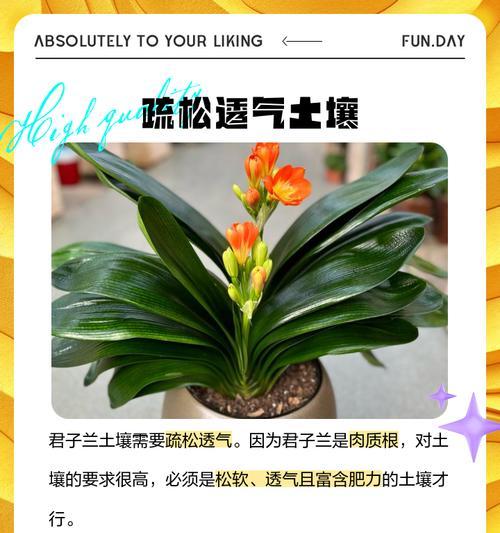 君子兰专用土有哪些品种选择？
