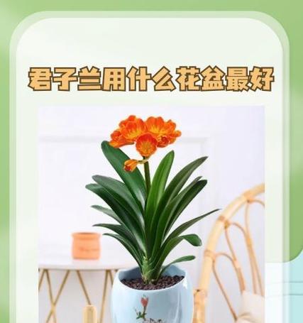 君子兰专用土有哪些品种选择？