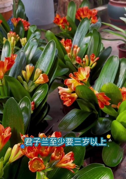 君子兰用水苔养如何促进开花？