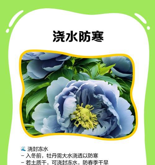 牡丹花枯萎的原因及预防措施？