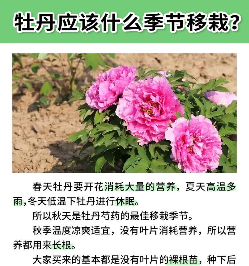 牡丹花枯萎的原因及预防措施？