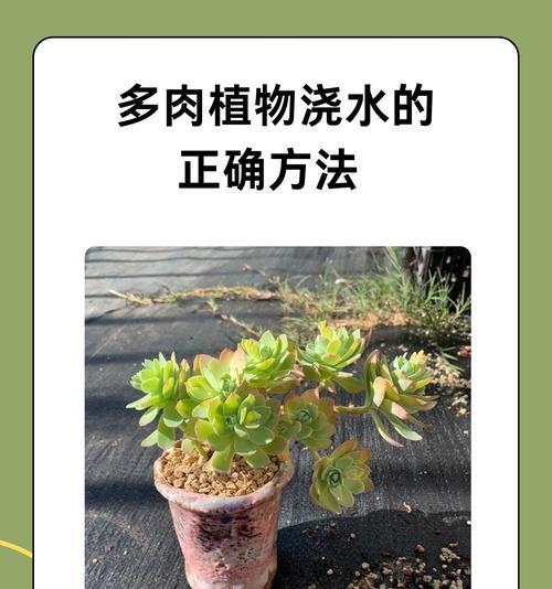 发财仙人掌的养护与浇水方法？