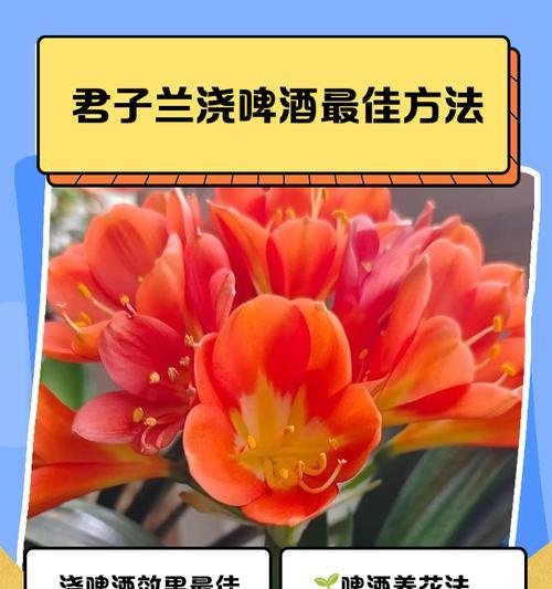 君子兰大叶小基的解决方法是什么？