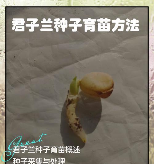 君子兰大叶小基的解决方法是什么？
