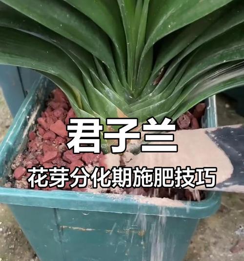 泥鳅养君子兰促进开花的秘诀？