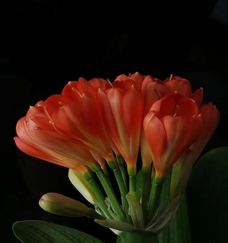 泥鳅养君子兰促进开花的秘诀？