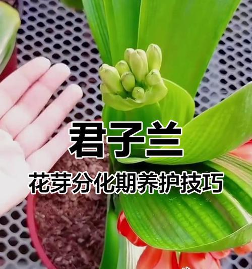泥鳅养君子兰促进开花的秘诀？