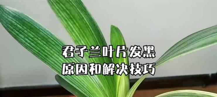 君子兰叶子变细长的可能原因？