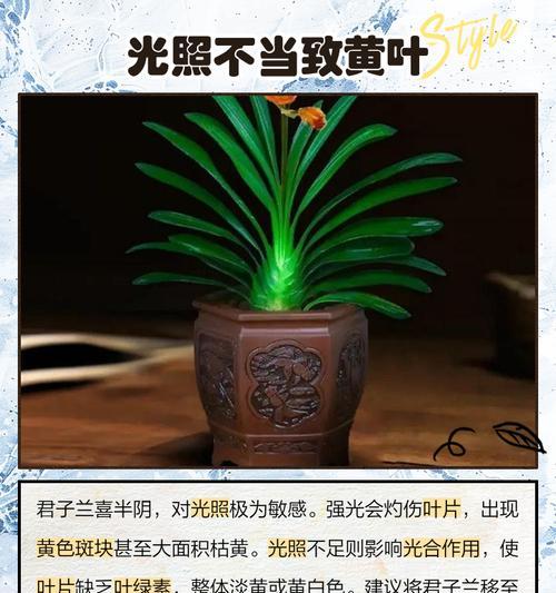 君子兰叶子变细长的可能原因？