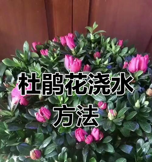 鲸鱼仙人掌花的养护技巧是什么？