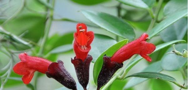 鲸鱼仙人掌花的养护技巧是什么？
