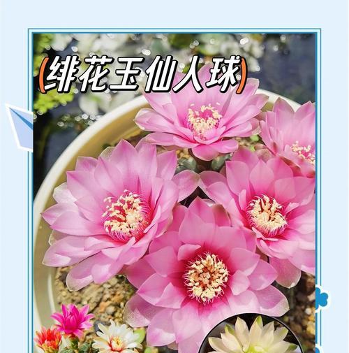 暴晒仙人球的养护管理方法？
