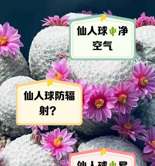 暴晒仙人球的养护管理方法？