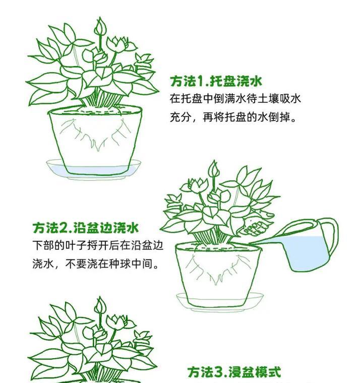 仙人球浇粪水的利弊及正确方法？