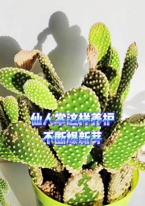 仙人掌水培盆景的养护要点是什么？
