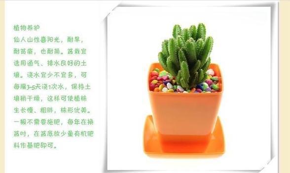 仙人掌水培盆景的养护要点是什么？