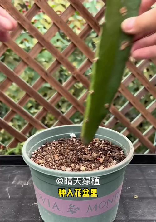 君子兰叶子发黄的原因及处理方法？