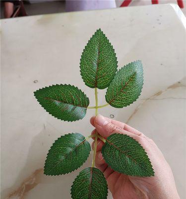 银叉子玫瑰花养护方法是什么？