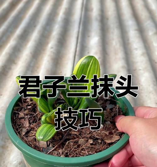 君子兰头无根存活的养护技巧？