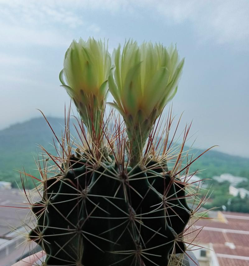 仙人球龙王叶子有何独特之处？
