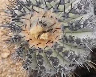 仙人球龙王叶子有何独特之处？
