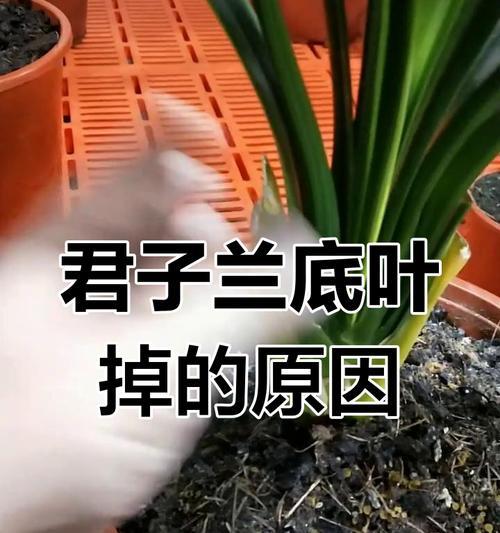 君子兰叶子下垂的原因及解决方法？