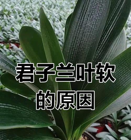 君子兰叶子下垂的原因及解决方法？