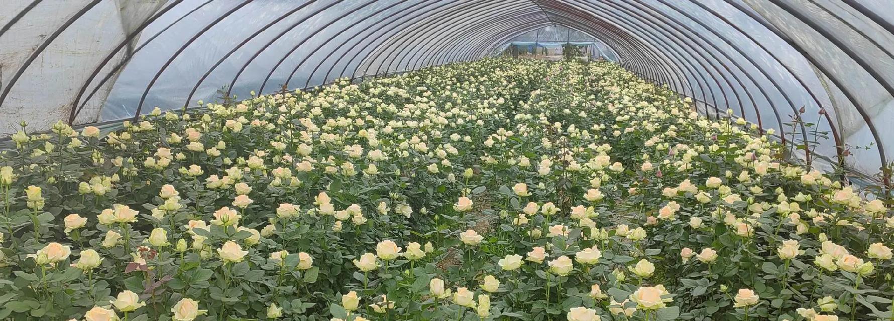 观花玫瑰花卉的正确养护方式？