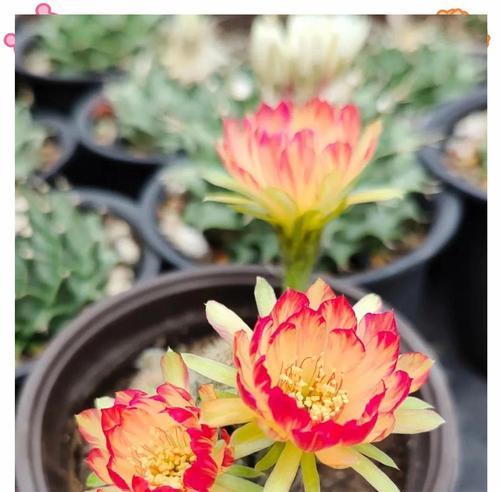 挂墙花盆仙人球的美观养护技巧？