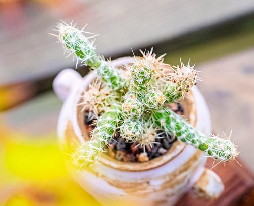 挂墙花盆仙人球的美观养护技巧？