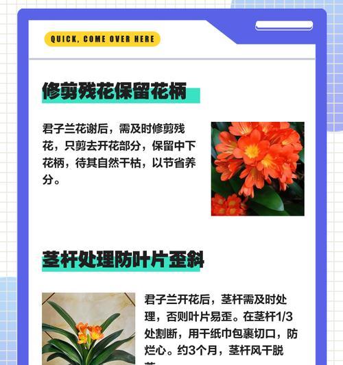 君子兰僵苗不开花的处理方法？