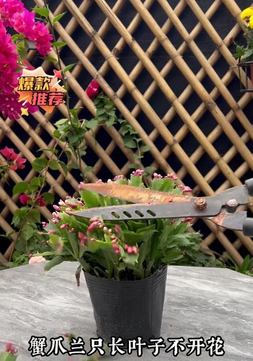 君子兰僵苗不开花的处理方法？