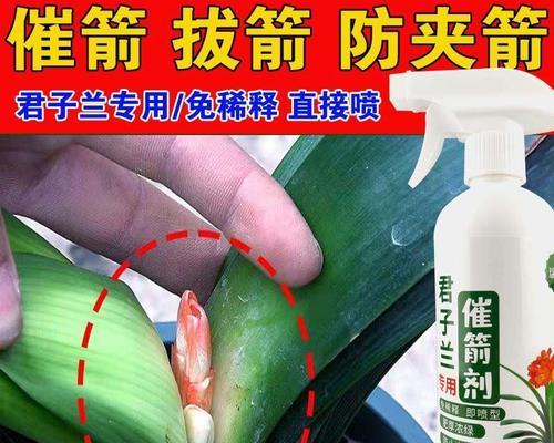 君子兰僵苗不开花的处理方法？