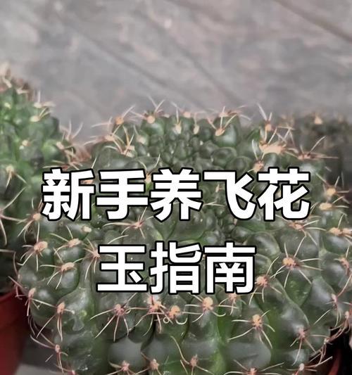 五种仙人掌盆栽的养护指南？