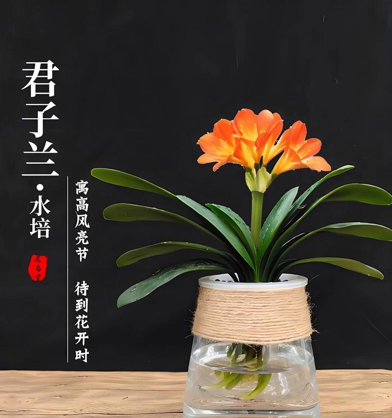 君子兰葡萄园的养护管理技巧？