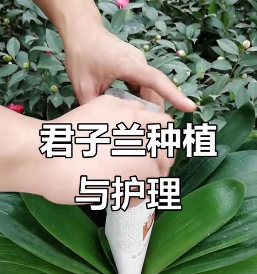 君子兰葡萄园的养护管理技巧？