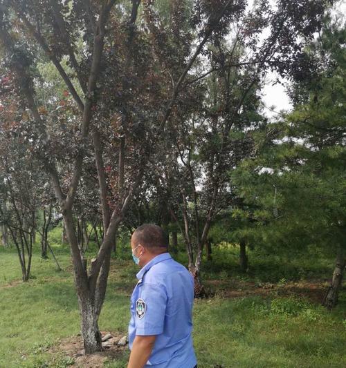 水落石玫瑰花的养护要点是什么？