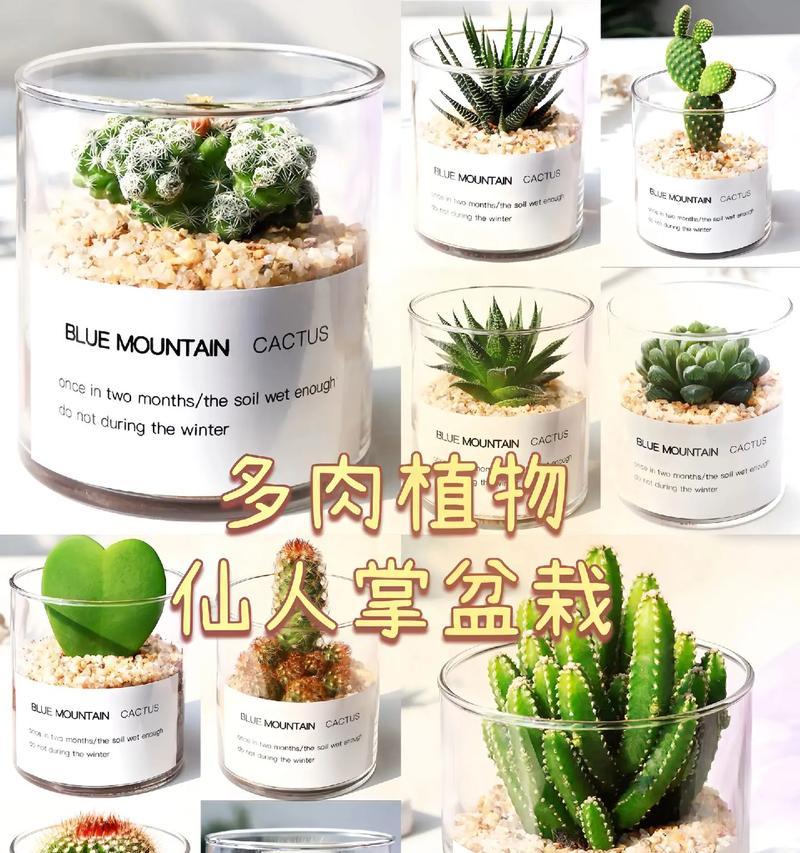 新收到的仙人掌盆栽步骤是什么？