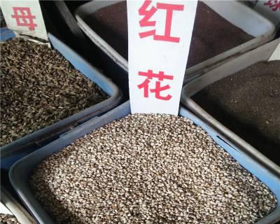 君子兰红花种子的种植方法？
