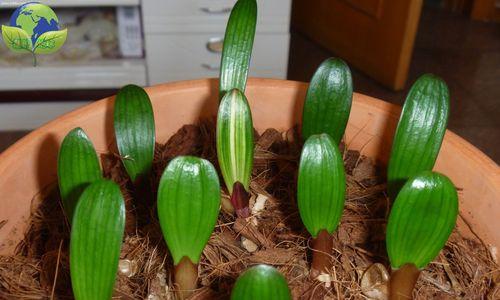 君子兰红花种子的种植方法？