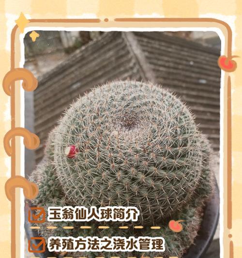 复色宝山仙人球的养护技巧？