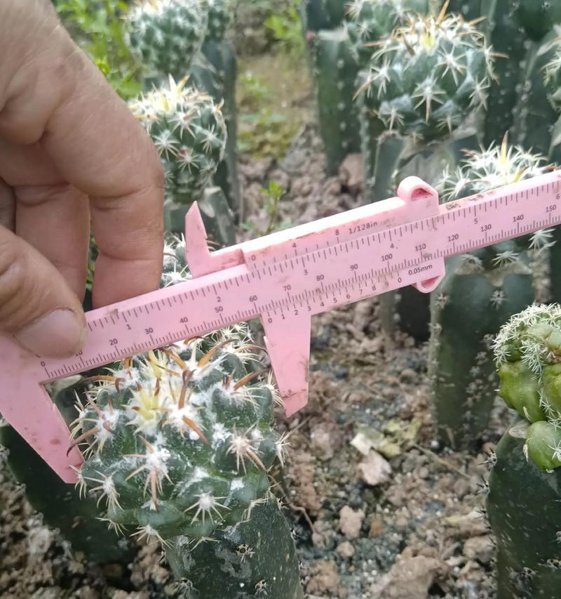 仙人球种植深度有何不同影响？